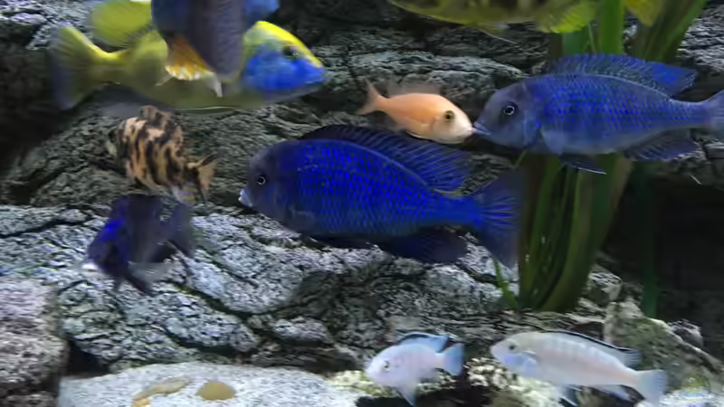 Besatz im Aquarium Malawi Purkersdorf von Purki (93)