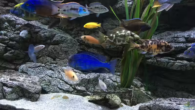 Besatz im Aquarium Malawi Purkersdorf von Purki (94)