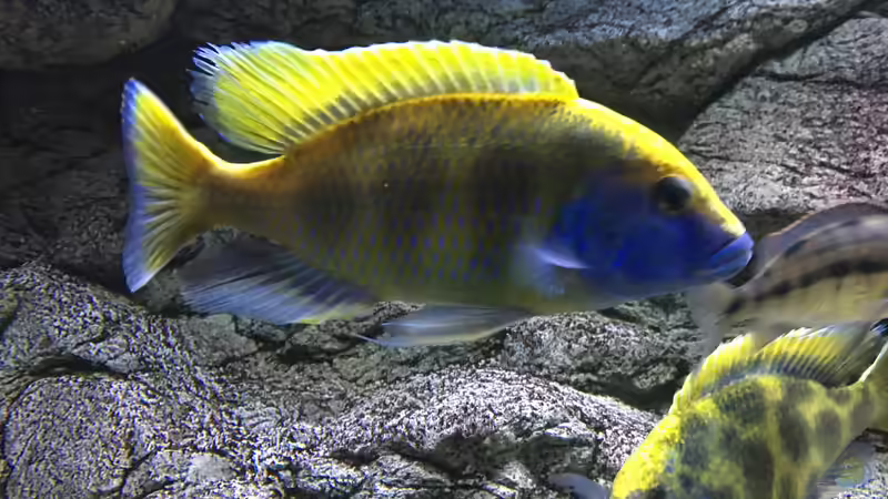 Besatz im Aquarium Malawi Purkersdorf von Purki (95)