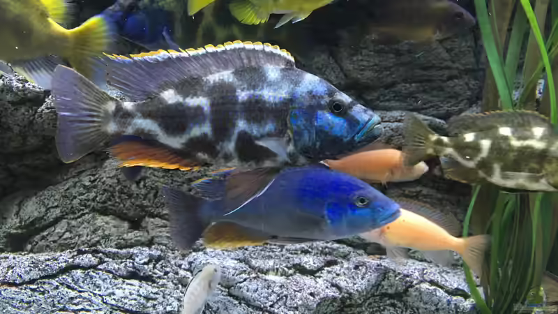 Besatz im Aquarium Malawi Purkersdorf von Purki (96)