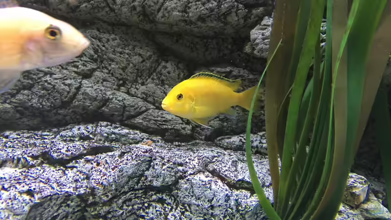 Besatz im Aquarium Malawi Purkersdorf von Purki (98)