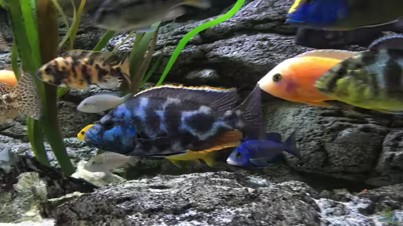 Besatz im Aquarium Malawi Purkersdorf von Purki (99)