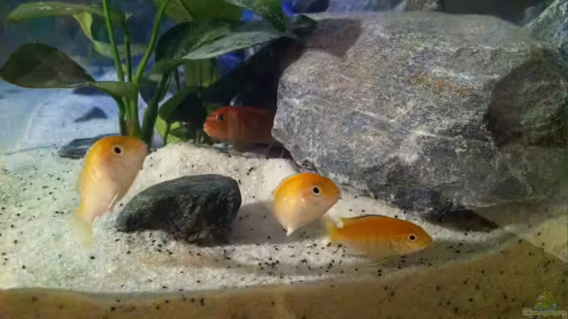 Besatz im Aquarium Malawi reef von Jean-Paul Ambord (34)