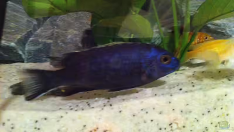 Besatz im Aquarium Malawi reef von Jean-Paul Ambord (35)