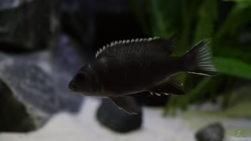 Besatz im Aquarium Malawi reef von Jean-Paul Ambord (42)