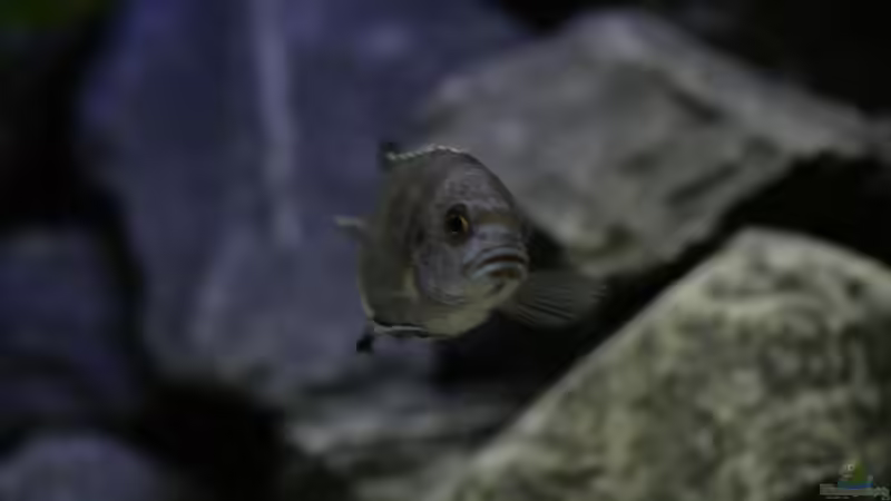 Besatz im Aquarium Malawi reef von Jean-Paul Ambord (44)