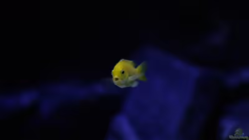 Besatz im Aquarium Malawi reef von Jean-Paul Ambord (47)