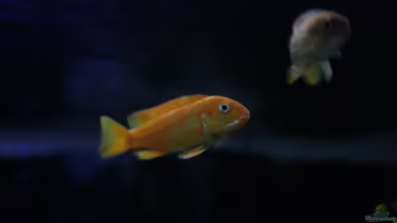 Besatz im Aquarium Malawi reef von Jean-Paul Ambord (49)