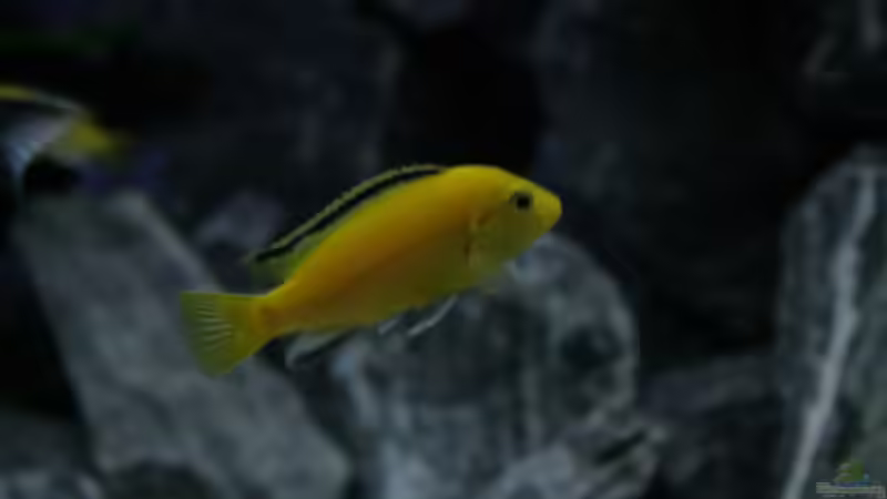 Besatz im Aquarium Malawi reef von Jean-Paul Ambord (50)