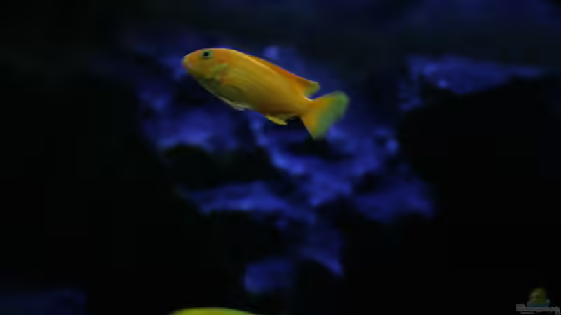 Besatz im Aquarium Malawi reef von Jean-Paul Ambord (52)