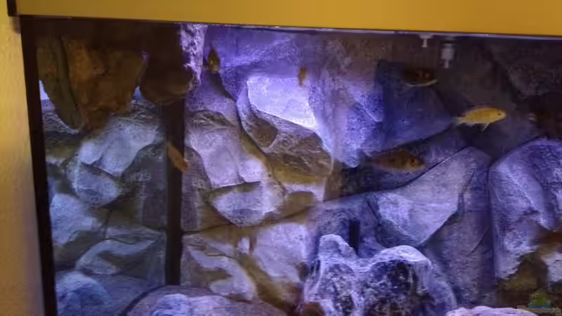 Besatz im Aquarium Malawi Reef von Tobias Sch. (71)