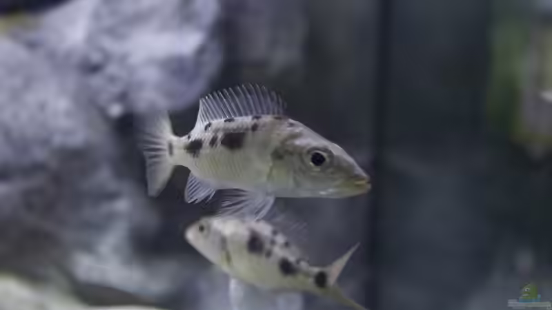 Besatz im Aquarium Malawi Reef von Tobias Sch. (73)