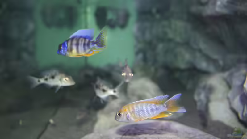 Besatz im Aquarium Malawi Reef von Tobias Sch. (74)