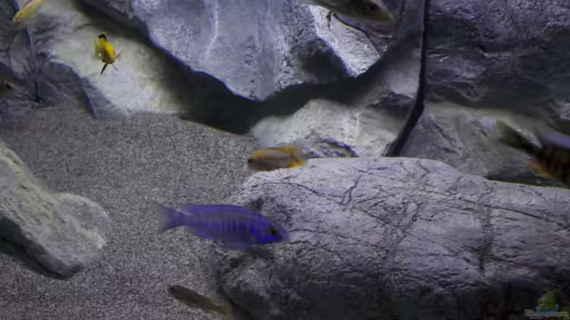 Besatz im Aquarium Malawi Reef von Tobias Sch. (75)