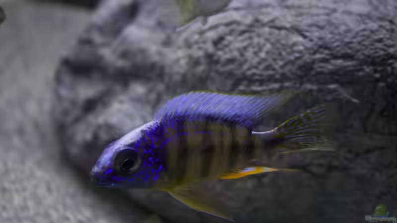 Besatz im Aquarium Malawi Reef von Tobias Sch. (76)