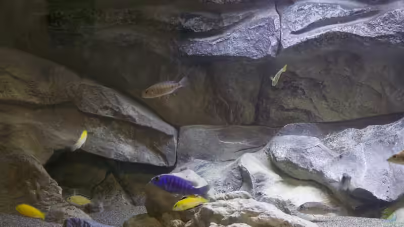 Besatz im Aquarium Malawi Reef von Tobias Sch. (77)