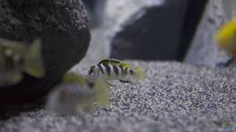 Besatz im Aquarium Malawi Reef von Tobias Sch. (78)