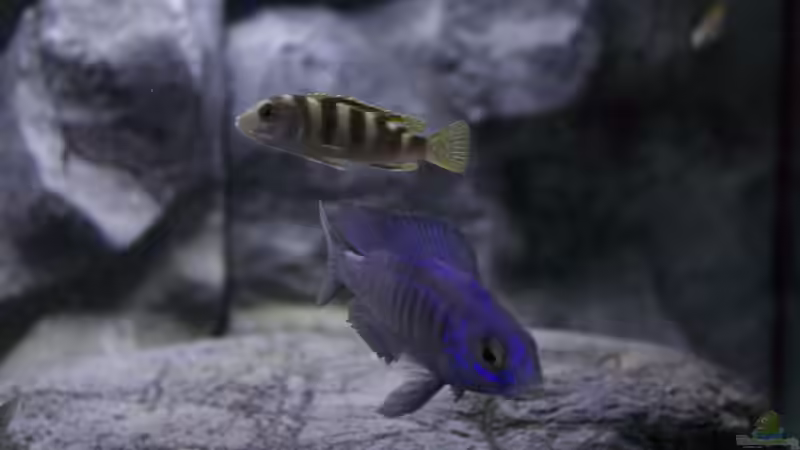 Besatz im Aquarium Malawi Reef von Tobias Sch. (79)