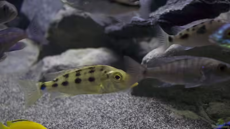 Besatz im Aquarium Malawi Reef von Tobias Sch. (80)