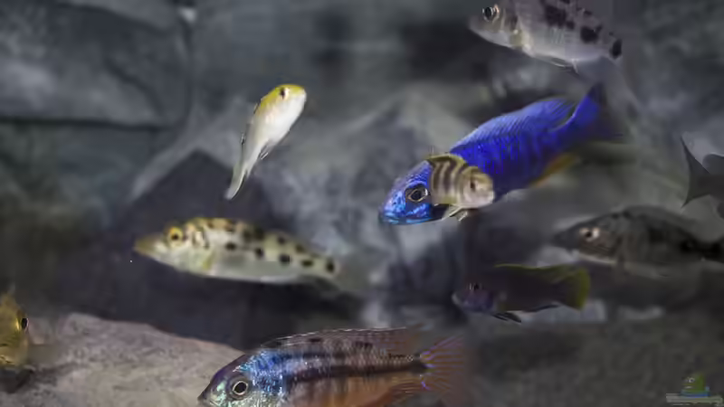 Besatz im Aquarium Malawi Reef von Tobias Sch. (81)