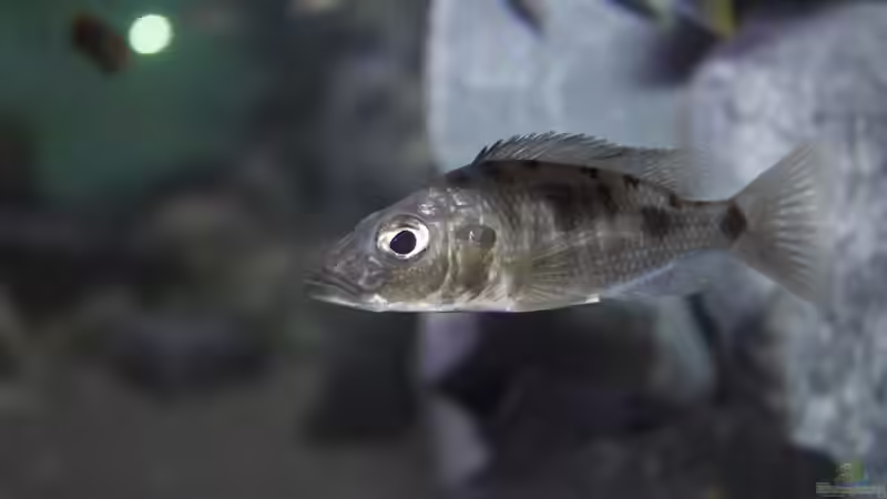 Besatz im Aquarium Malawi Reef von Tobias Sch. (82)