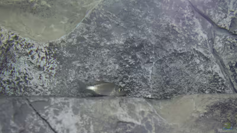 Besatz im Aquarium Malawi Reef von Tobias Sch. (83)