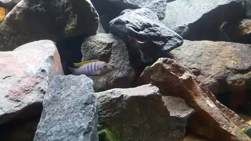 Besatz im Aquarium Malawi Rockzone von Ebi (11)