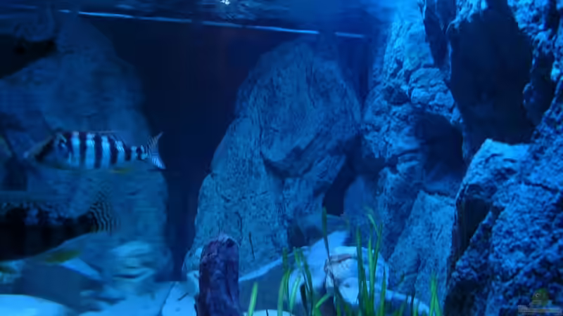 Besatz im Aquarium Malawi sandy shore(Nur noch als Beispiel) von TheToxicAvenger (36)