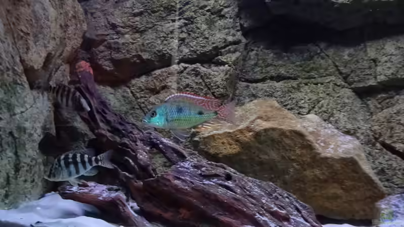 Besatz im Aquarium Malawi sandy shore(Nur noch als Beispiel) von TheToxicAvenger (38)