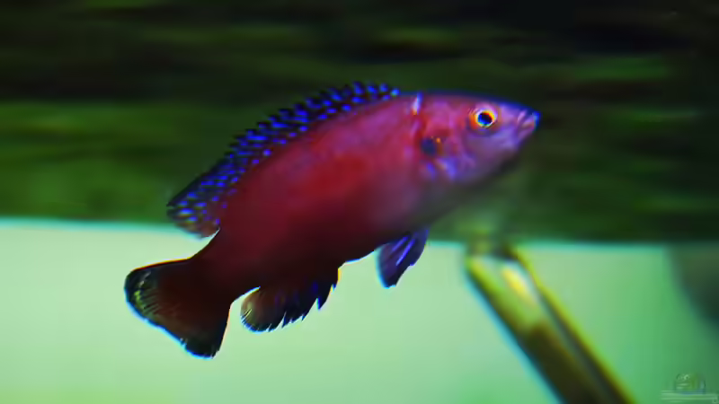 Besatz im Aquarium Malawi See ( Uferzone ) von Midgard (14)