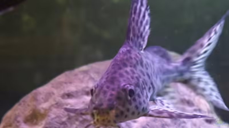Besatz im Aquarium Malawi See ( Uferzone ) von Midgard (15)