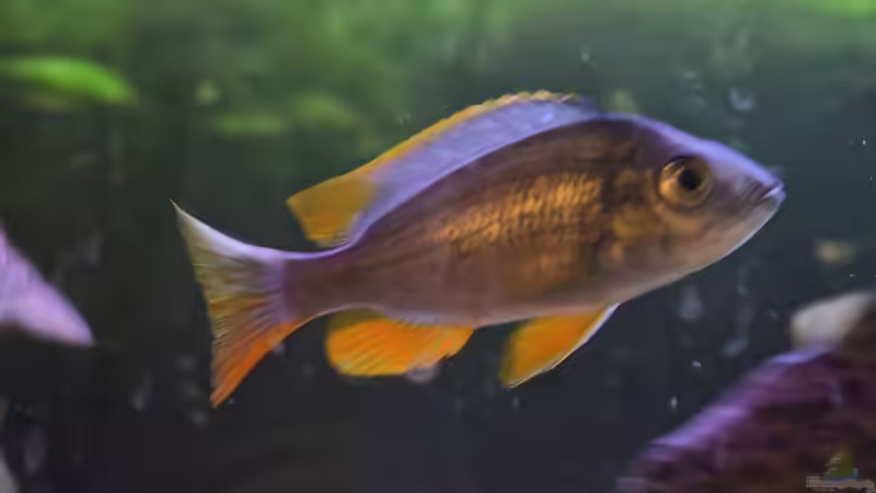 Besatz im Aquarium Malawi See ( Uferzone ) von Midgard (16)