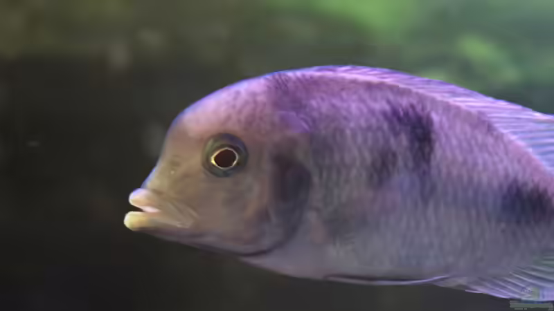 Besatz im Aquarium Malawi See ( Uferzone ) von Midgard (17)
