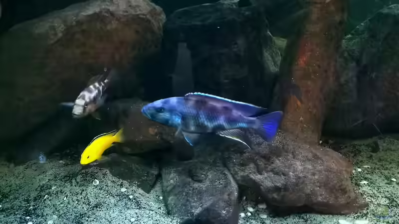 Besatz im Aquarium Malawi See ( Uferzone ) von Midgard (24)