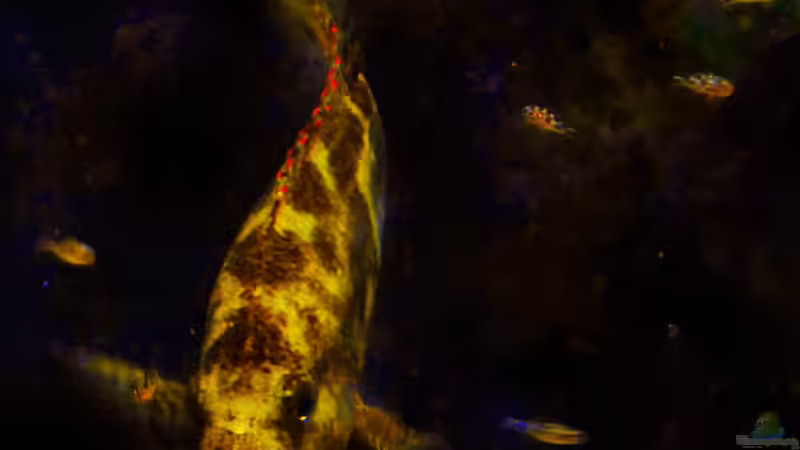 Besatz im Aquarium Malawi See ( Uferzone ) von Midgard (25)