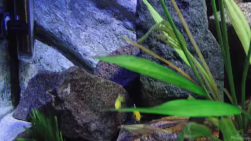 Besatz im Aquarium Malawi see von Denny Schubert (13)