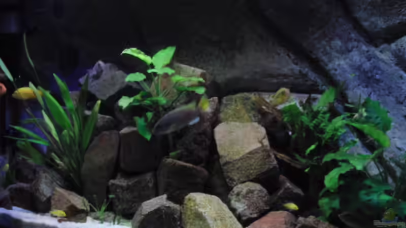 Besatz im Aquarium Malawi see von Denny Schubert (15)