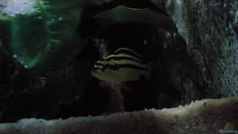 Besatz im Aquarium Malawi see von Denny Schubert (16)