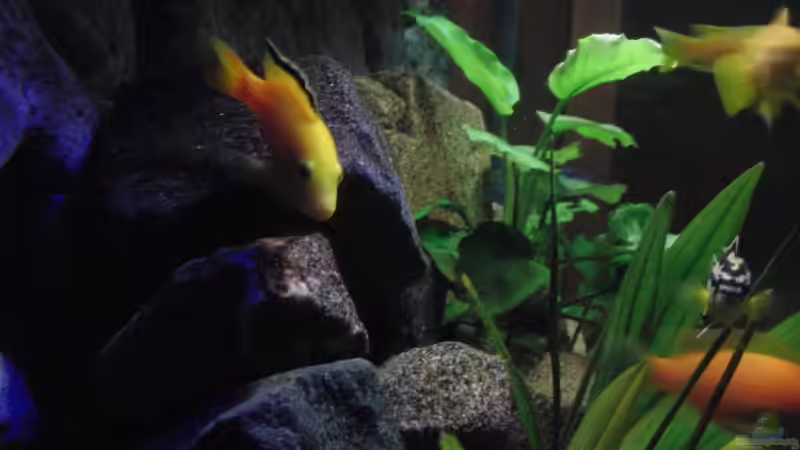 Besatz im Aquarium Malawi see von Denny Schubert (17)