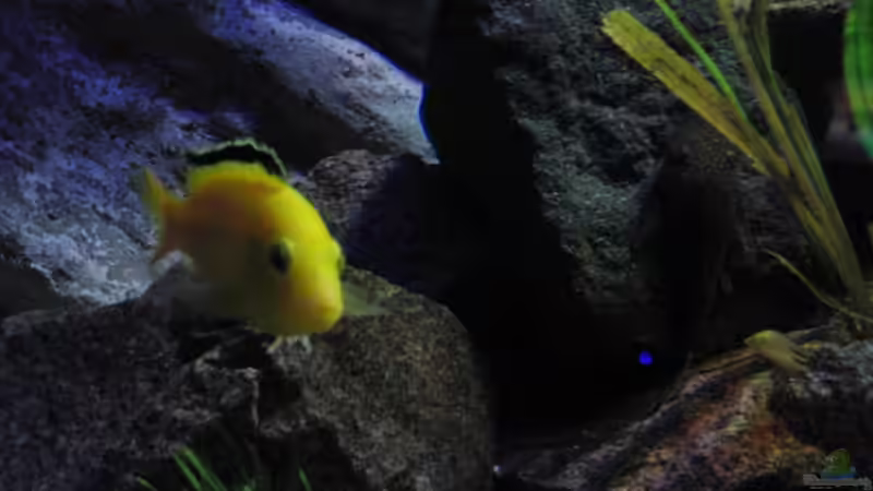 Besatz im Aquarium Malawi see von Denny Schubert (18)