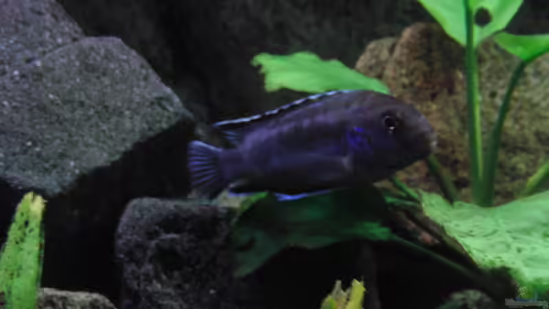 Besatz im Aquarium Malawi see von Denny Schubert (19)