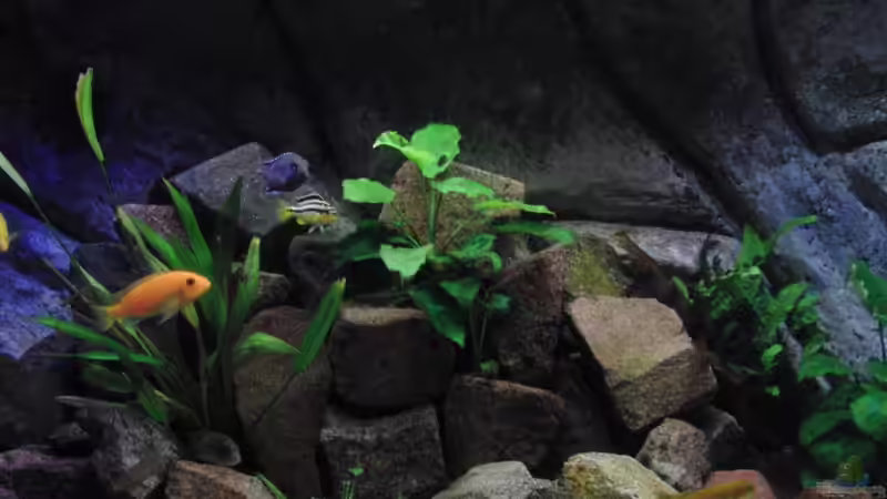 Besatz im Aquarium Malawi see von Denny Schubert (20)