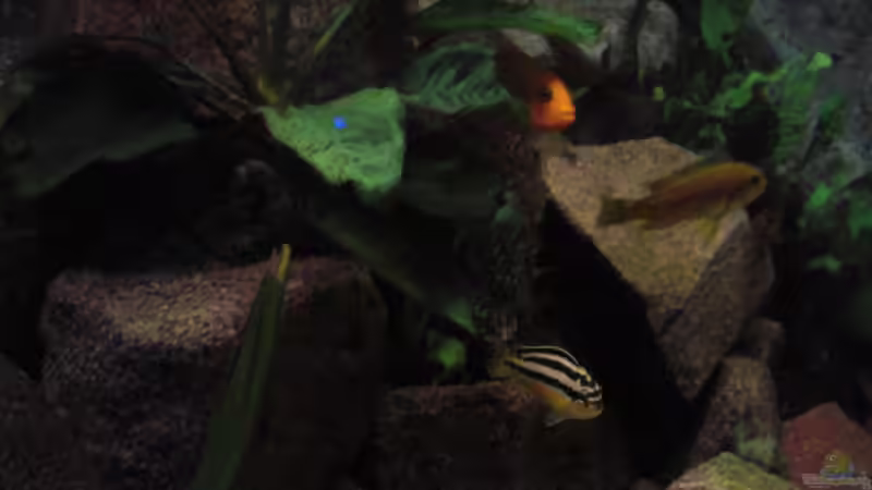 Besatz im Aquarium Malawi see von Denny Schubert (22)