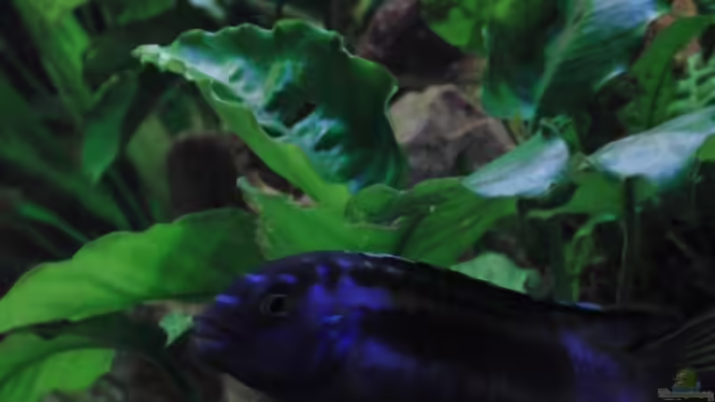 Besatz im Aquarium Malawi see von Denny Schubert (23)