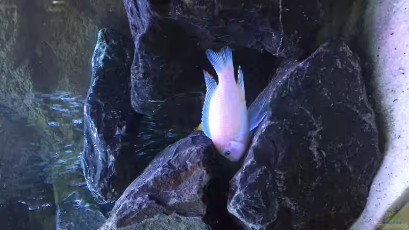 Besatz im Aquarium Malawi Studio von Living Trees (10)