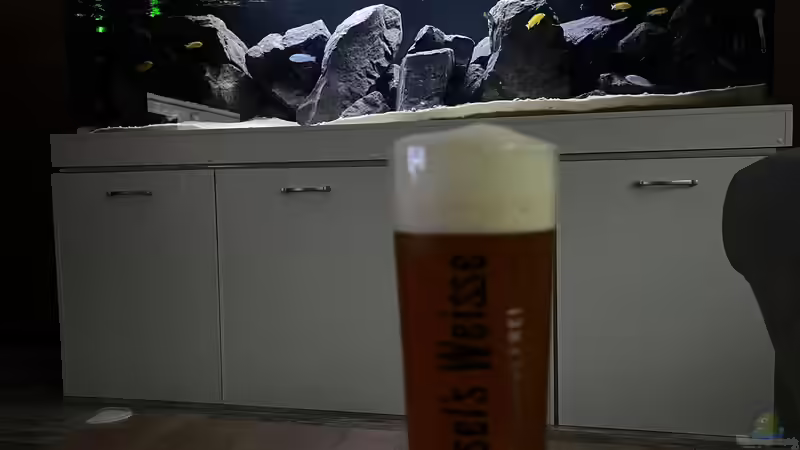 Besatz im Aquarium Malawi Tank von Alex261084 (5)