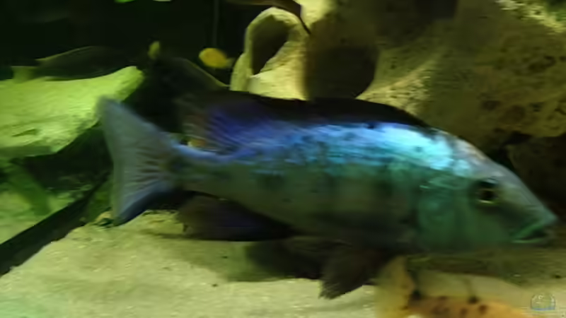 Besatz im Aquarium Malawi Tank von EL_LOCO (10)