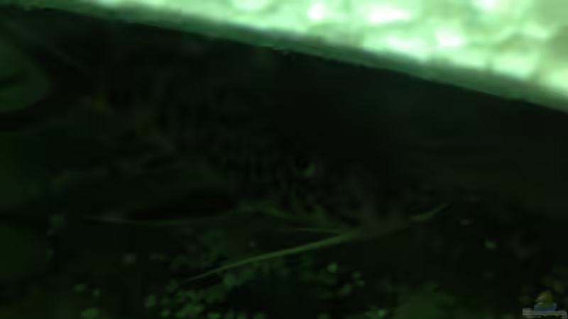 Besatz im Aquarium Malawi Tank von EL_LOCO (14)