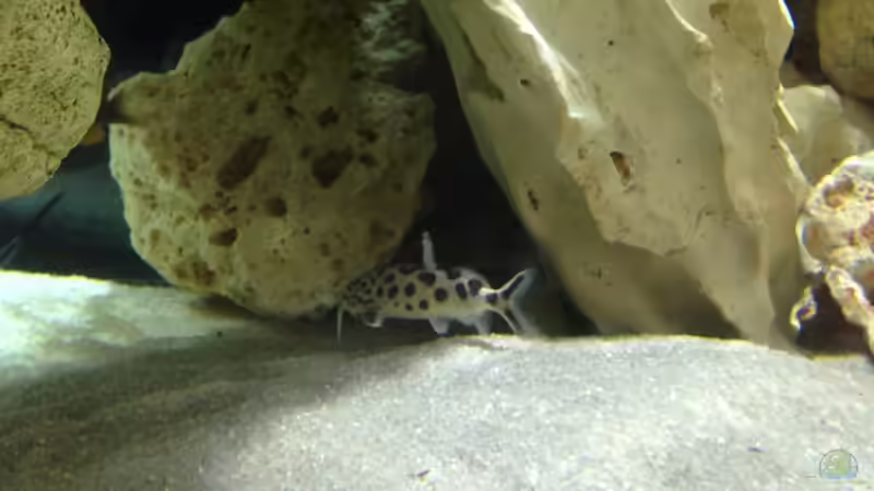 Besatz im Aquarium Malawi Tank von EL_LOCO (15)