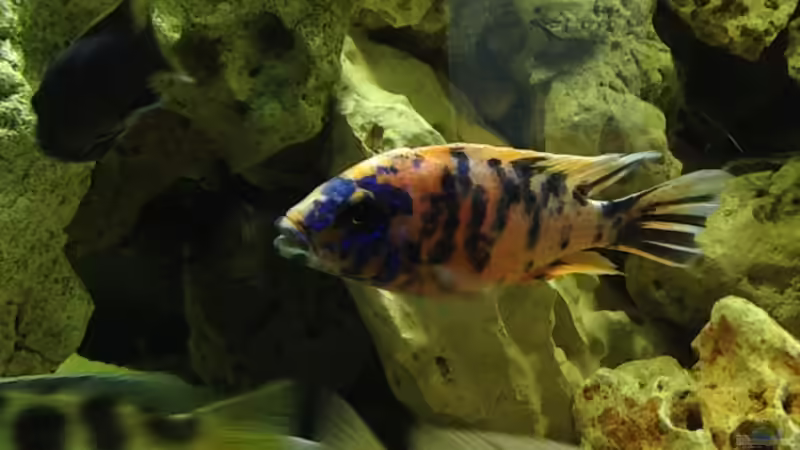 Besatz im Aquarium Malawi Tank von EL_LOCO (8)
